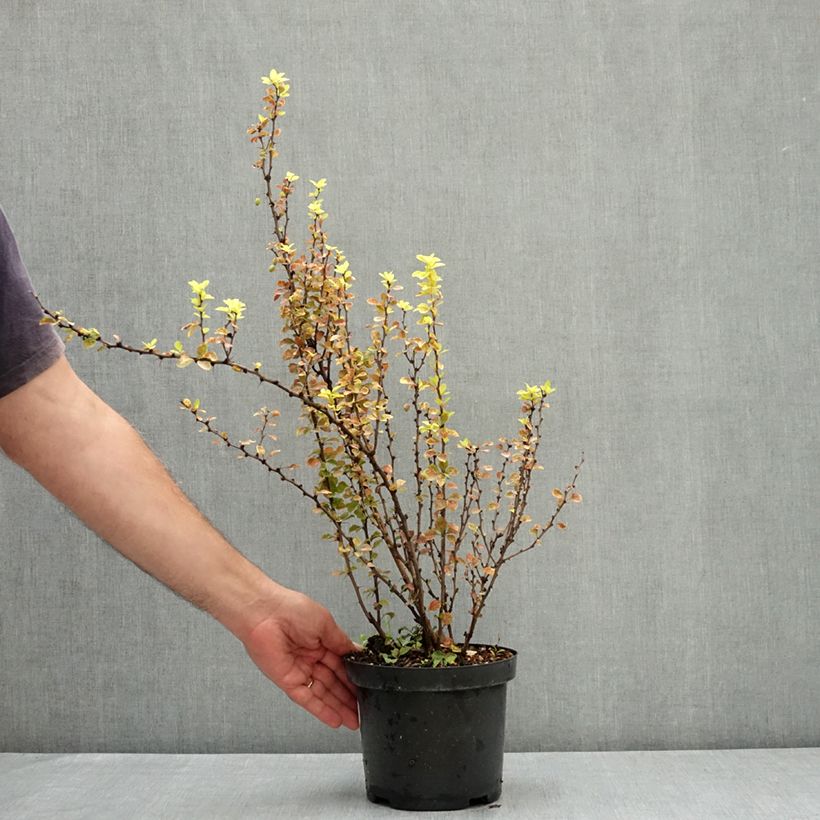 Example of Berberis thunbergii Maria - Épine-vinette Pot de 2L/3L as you get in ete