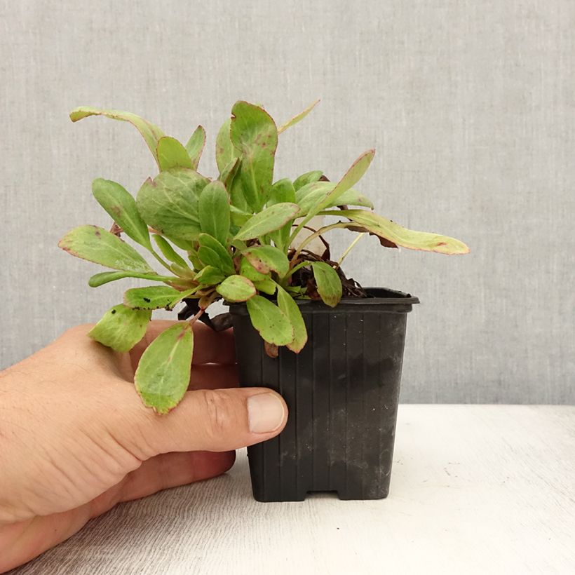 Example of Bergénia Bach - Plante des savetiers Godet de 8/9 cm as you get in ete