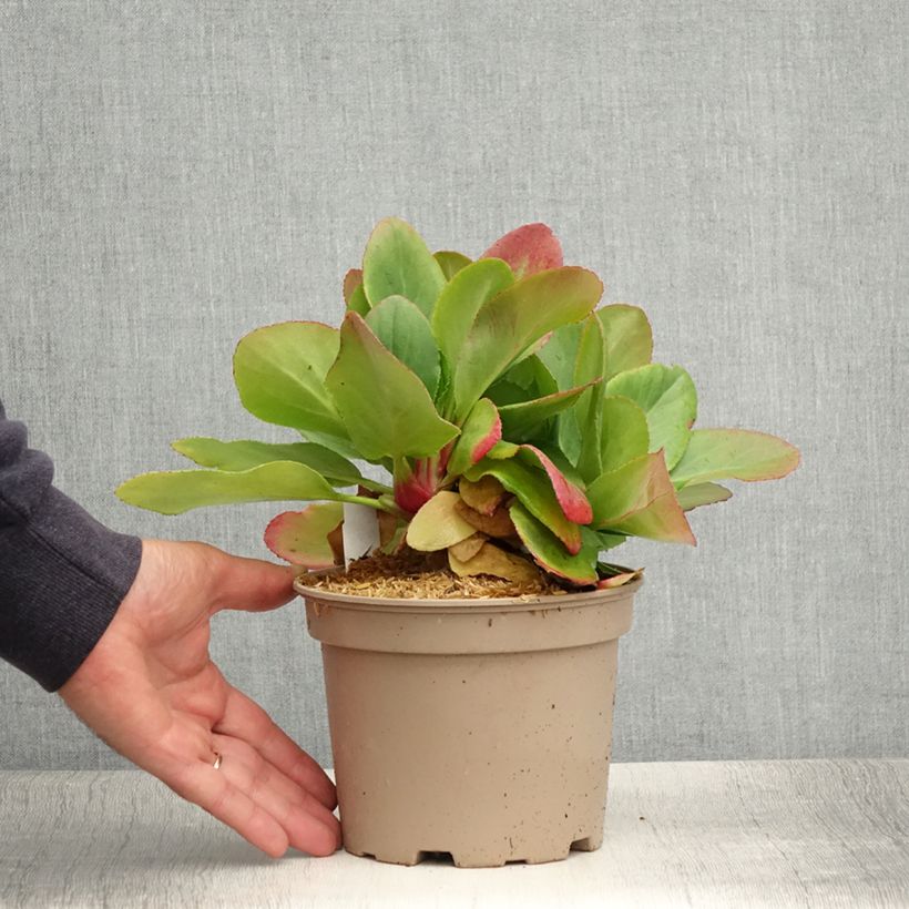 Example of Bergenia Bressingham White Pot de 1,5L/2L as you get in ete