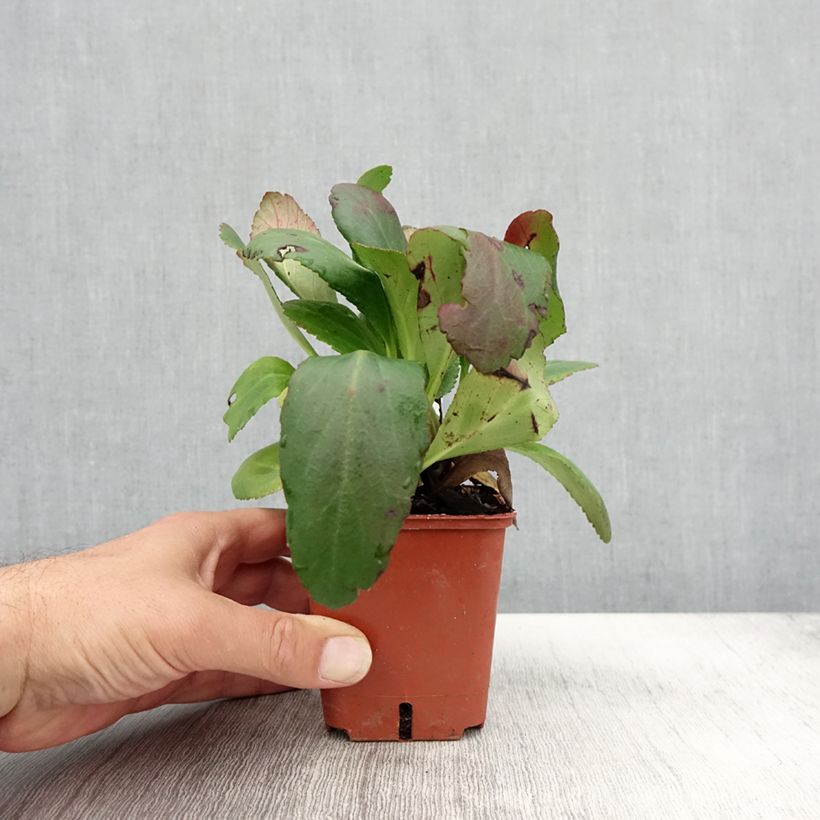 Example of Bergenia Dragonfly Angel Kiss Godet de 8/9 cm as you get in automne