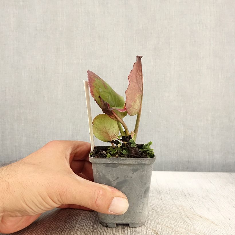 Example of Bergenia hybride Abendglut Godet de 8/9 cm as you get in automne
