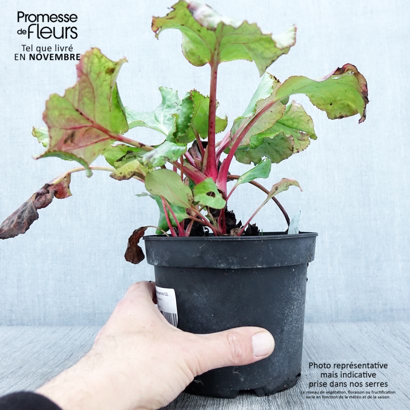 Example of Bergenia Morgenrote - Plante des savetiers Pot de 2L/3L as you get in automne