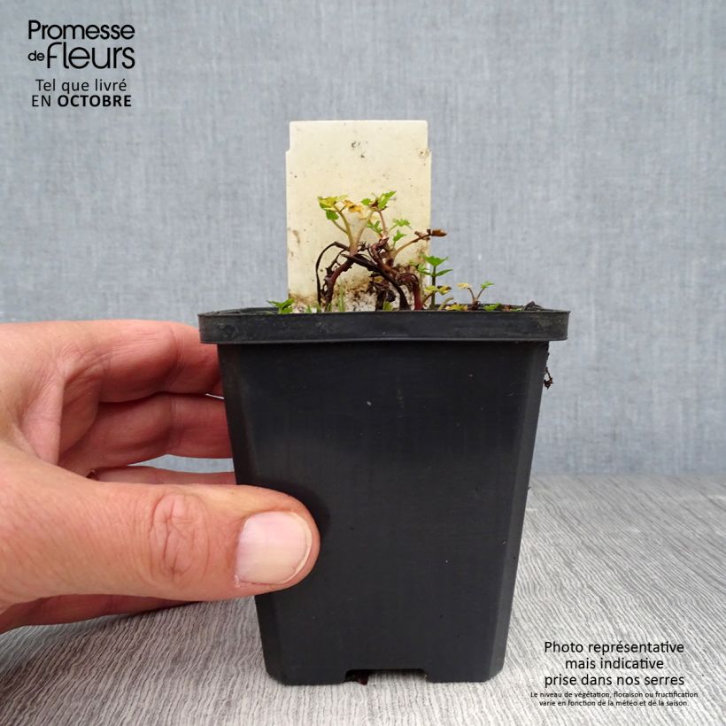 Example of Berula erecta - Berle dressée, Cresson sauvage Godet de 8/9 cm as you get in automne