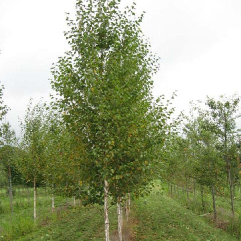 Bouleau noir - Betula nigra Heritage (Plant habit)