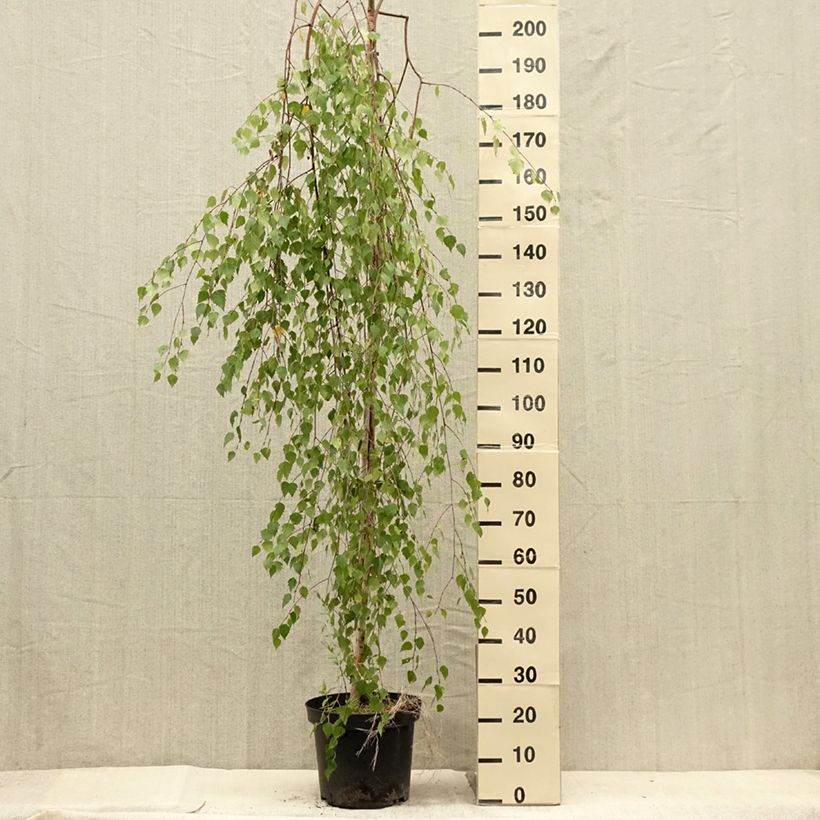 Example of Betula pendula Magical Globe - Bouleau commun Pot de 7,5L/10L as you get in ete