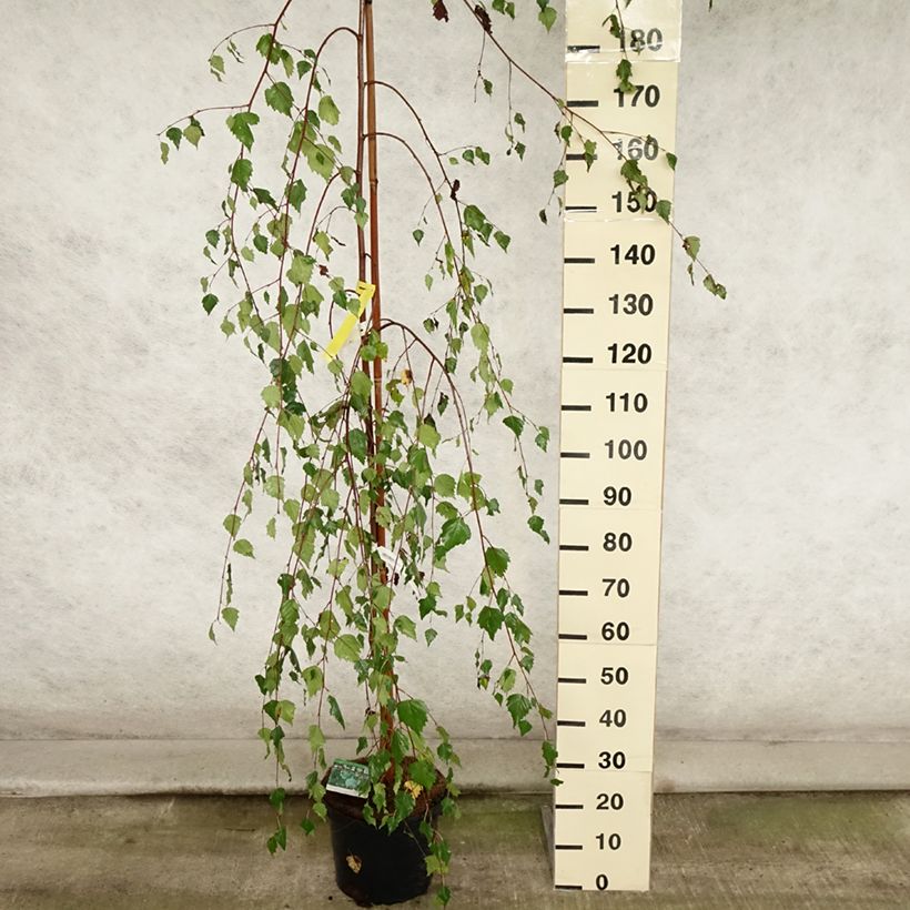 Example of Bouleau pleureur Youngii - Betula pendula Pot de 7,5L/10L as you get in ete