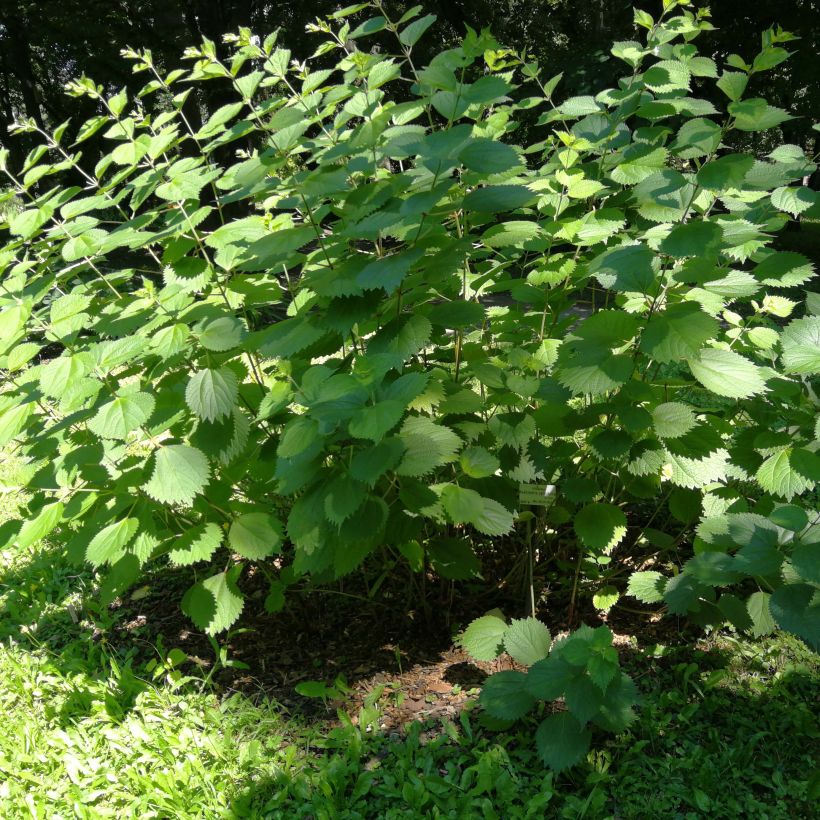 Boehmeria cylindrica (Plant habit)