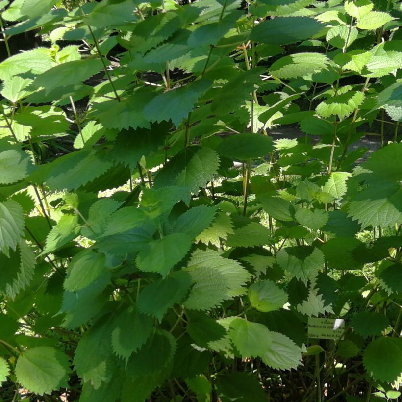 Boehmeria cylindrica (Foliage)