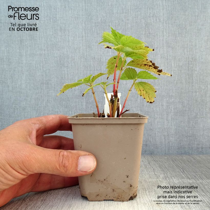 Example of Boehmeria sieboldiana - Ortie de Chine Godet de 8/9 cm as you get in automne