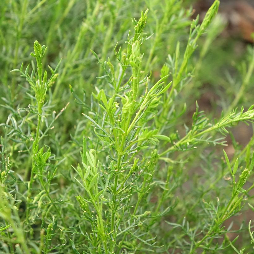 Boronia pilosa Rose Blossom - Boronie velue (Foliage)