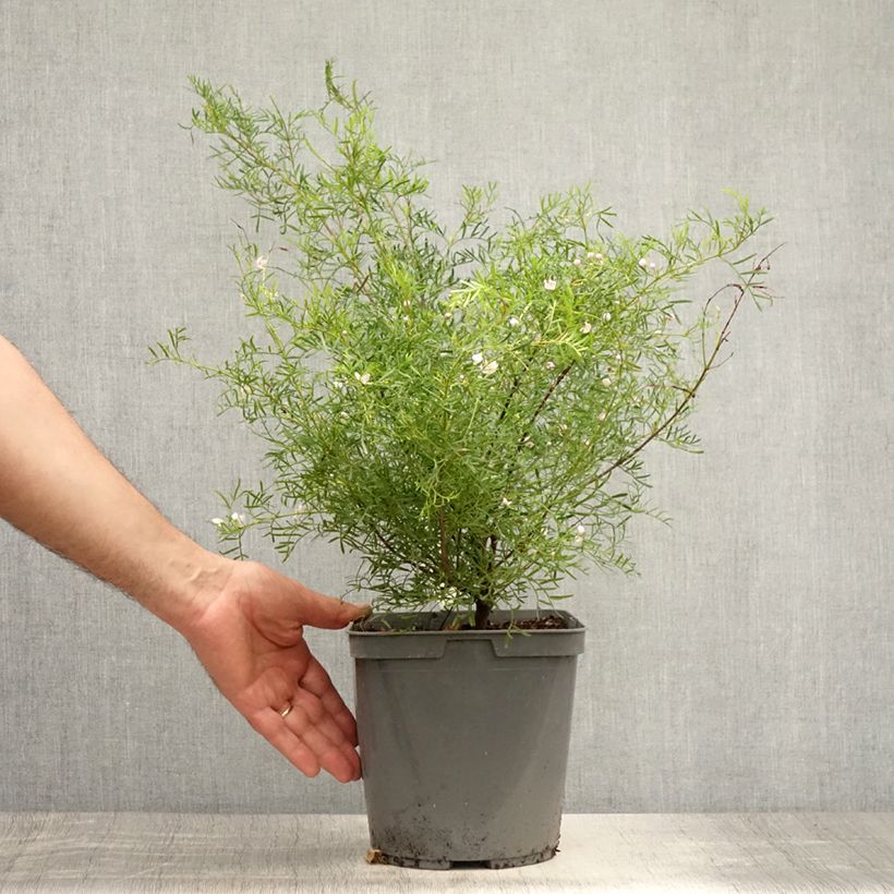 Example of Boronia pinnata var. muelleri - Boronie forestière Pot de 4L/5L as you get in ete