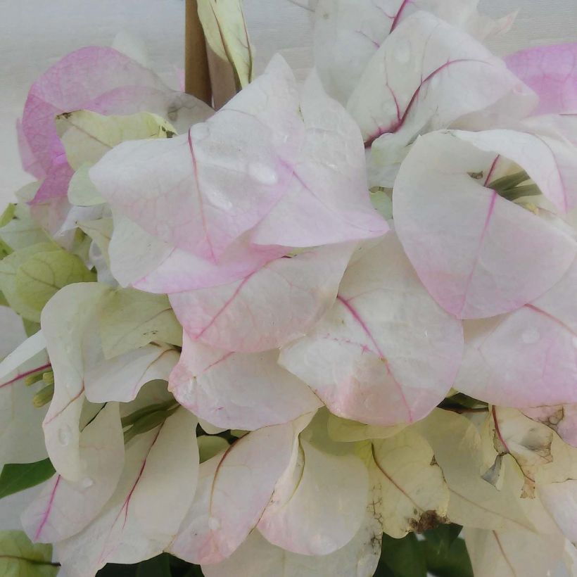 Bougainvillier spectabilis Blanc-rose (Flowering)