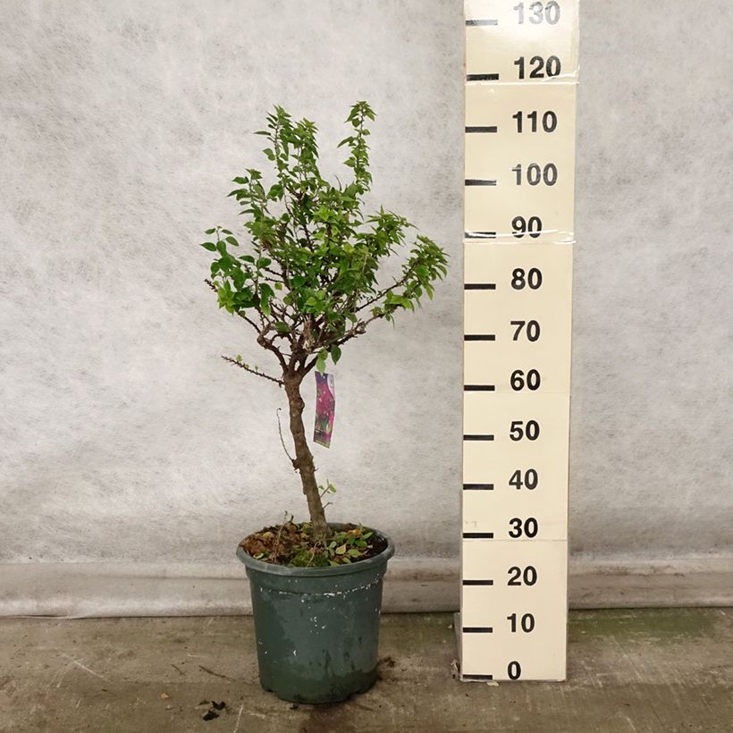 Example of Bougainvillier Mini Thaï Pot de 12L/15L as you get in automne