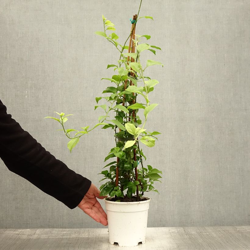 Example of Bougainvillier spectabilis Blanc Pot de 2L/3L as you get in automne