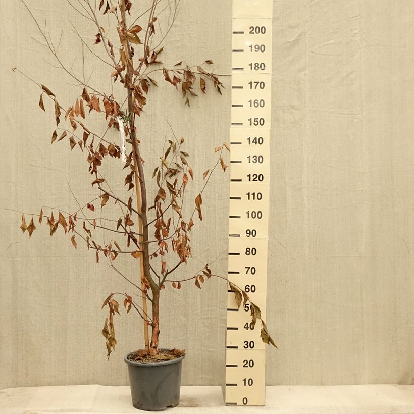 Example of Bouleau noir - Betula nigra Heritage Pot de 12L/15L as you get in automne