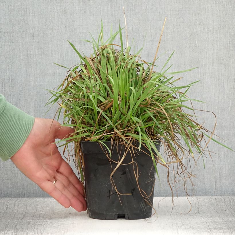 Example of Briza media - Amourette commune Pot de 2L/3L as you get in ete