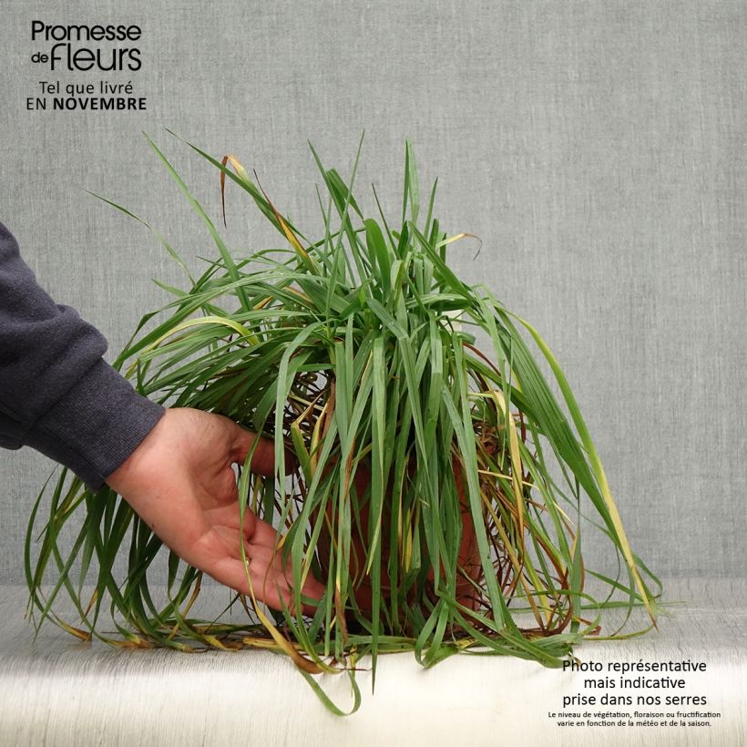 Example of Briza media Limouzi - Amourette Pot de 1L/1,5L as you get in automne