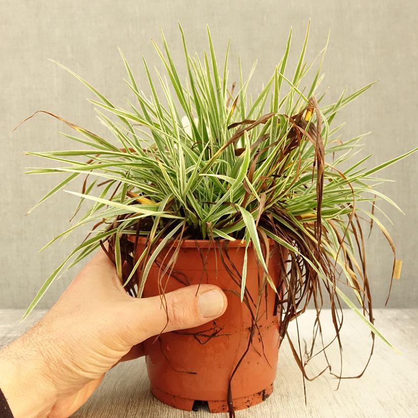 Example of Briza media Zitterzebra - Amourette Pot de 1L/1,5L as you get in automne