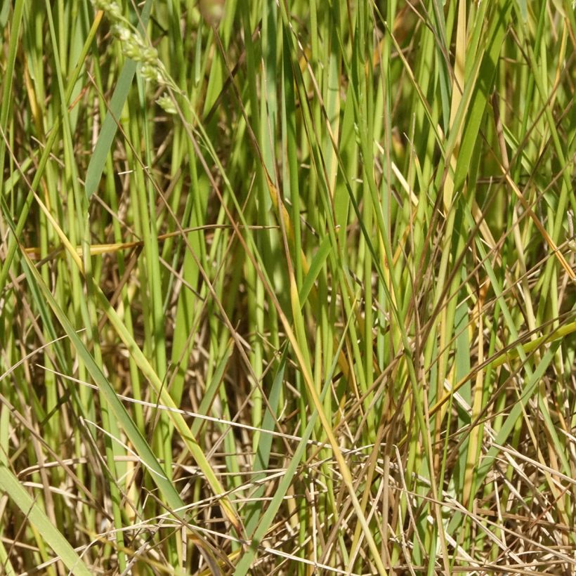 Briza triloba - Amourette (Foliage)