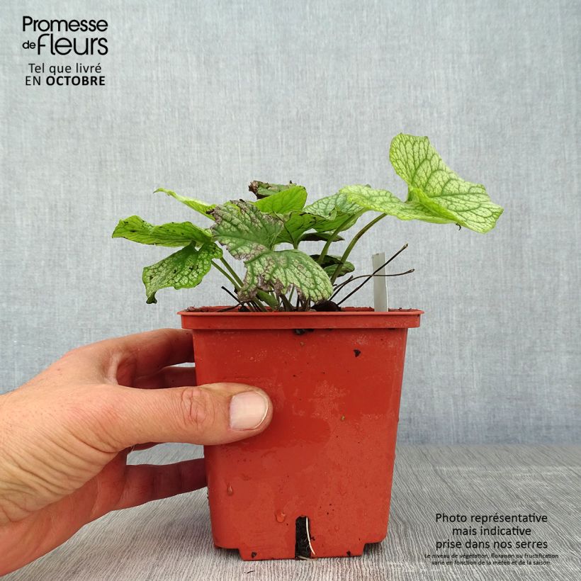 Example of Brunnera macrophylla Alexander's Great - Myosotis du Caucase Pot de 1L/1,5L as you get in automne