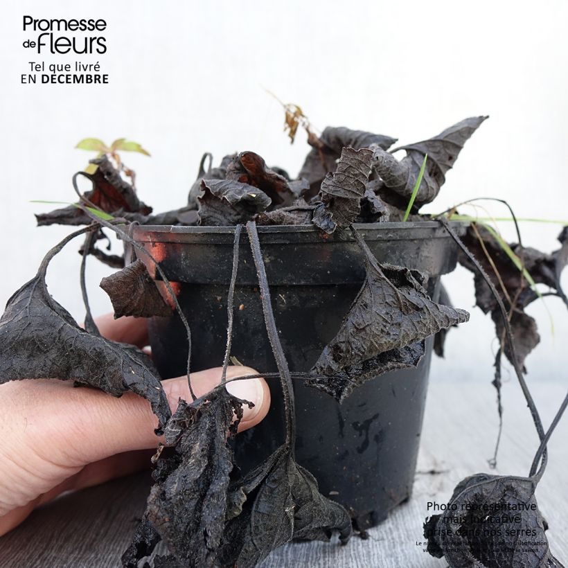 Example of Brunnera macrophylla Betty Bowring - Myosotis du Caucase Pot de 2L/3L as you get in automne
