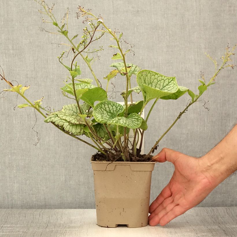 Example of Brunnera macrophylla Jack Frost - Myosotis du Caucase Pot de 2L/3L as you get in ete