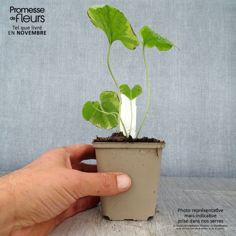 Example of Brunnera macrophylla King's Ramson - Myosotis du Caucase Godet de 8/9 cm as you get in automne