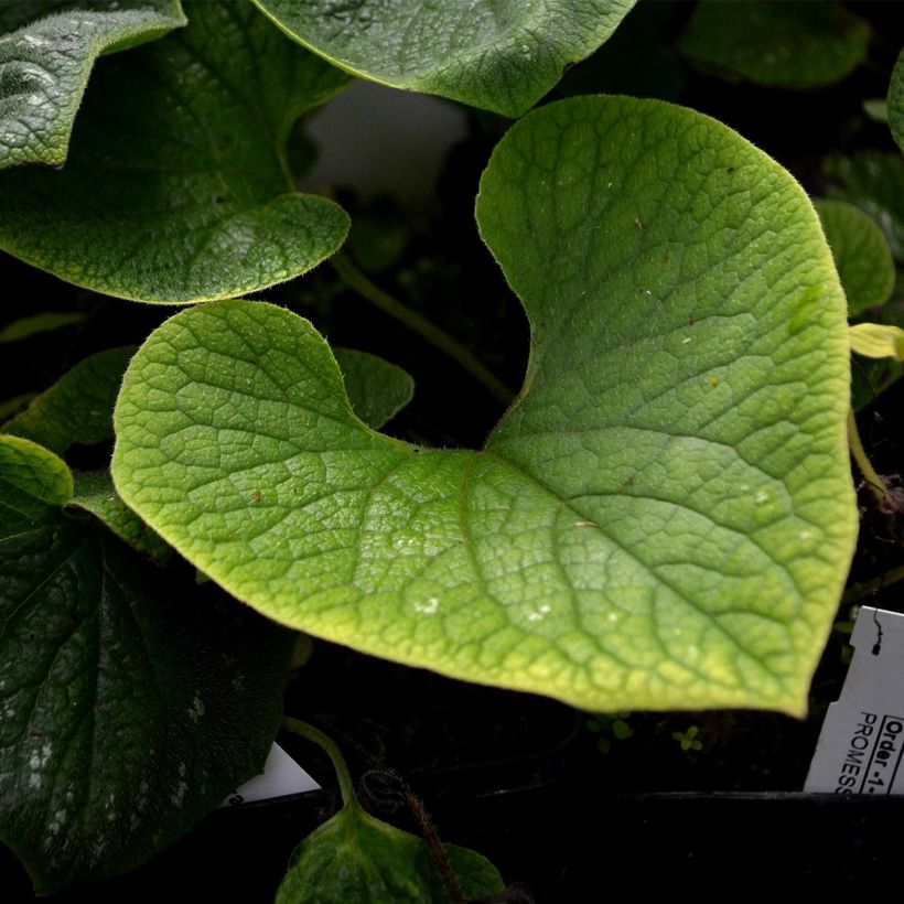 Brunnera macrophylla Langtrees - Myosotis du Caucase (Foliage)