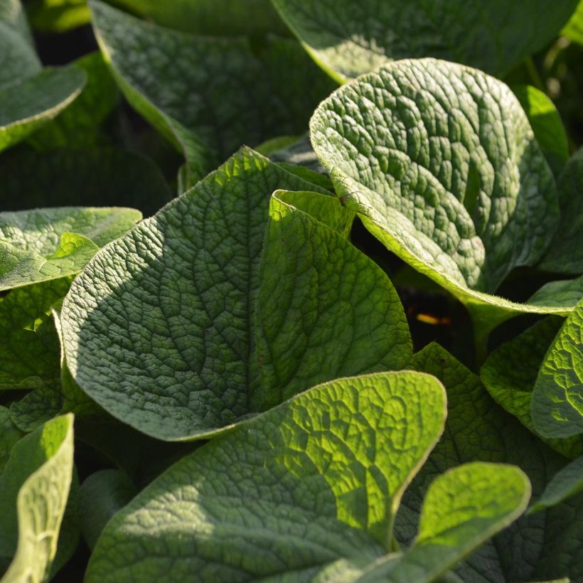 Brunnera macrophylla - Myosotis du Caucase (Foliage)