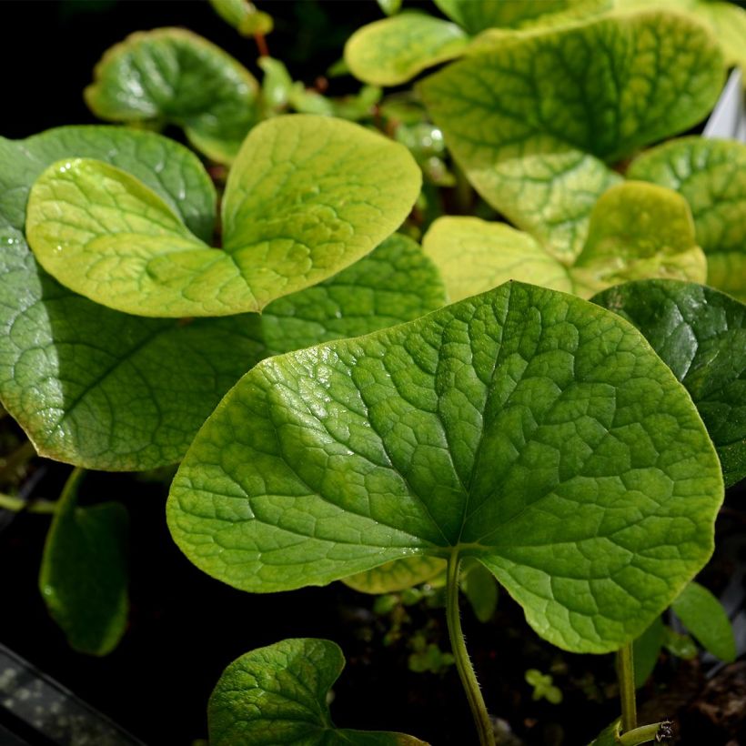 Brunnera sibirica - Myosotis du Caucase (Foliage)
