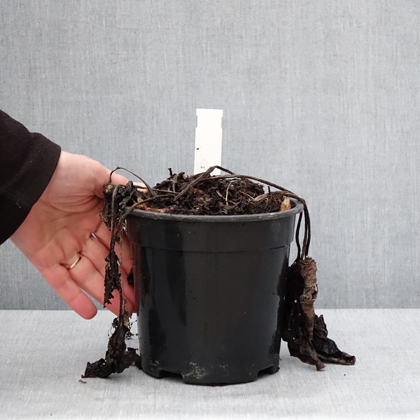 Example of Brunnera sibirica - Myosotis du Caucase Pot de 2L/3L as you get in hiver