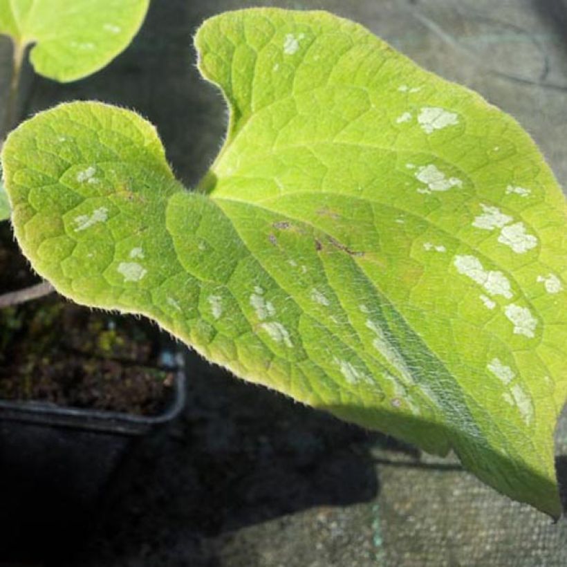 Brunnera macrophylla Silver Wings - Myosotis du Caucase (Foliage)