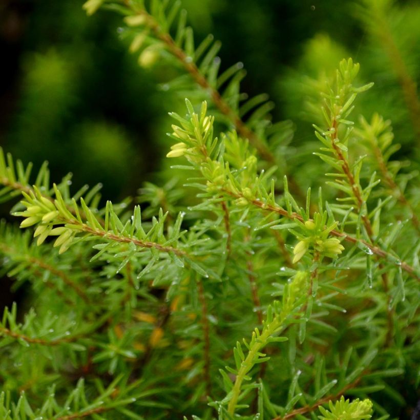 Bruyère Carnea Springwood White, Erica (Foliage)