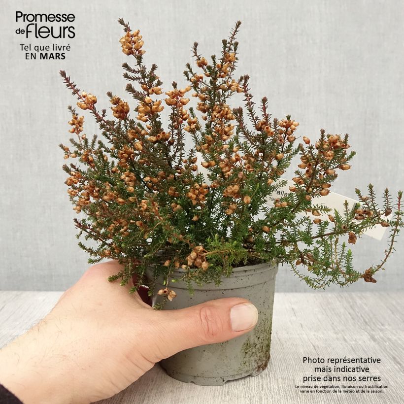 Example of Bruyère cendrée - Erica cinerea Pallas Pot de 10 cm/11cm as you get in printemps