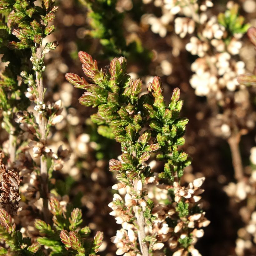 Bruyère d'été - Calluna Garden Girls Amethyst (Foliage)