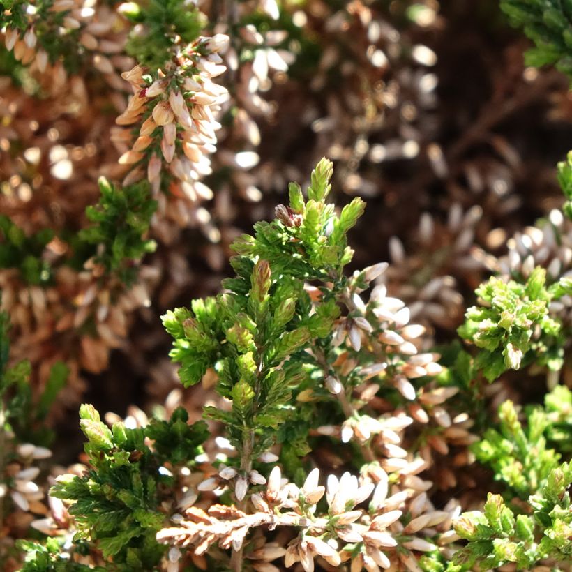 Bruyère d'été - Calluna Garden Girls Angie (Foliage)