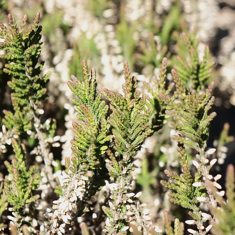 Bruyère d'été - Calluna Garden Girls Lilli (Foliage)