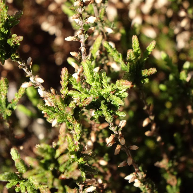 Bruyère d'été - Calluna Garden Girls Martina (Foliage)