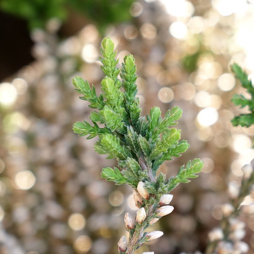 Bruyère d'été - Calluna Garden Girls Rosita (Foliage)