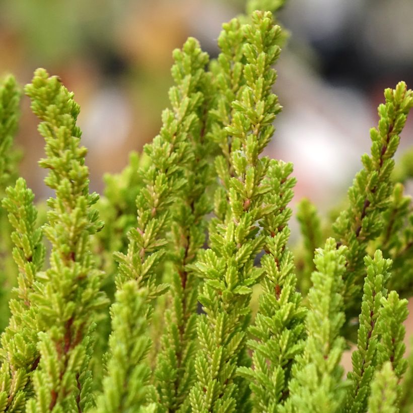 Bruyère d'été - Calluna Garden Girls Zoe (Foliage)
