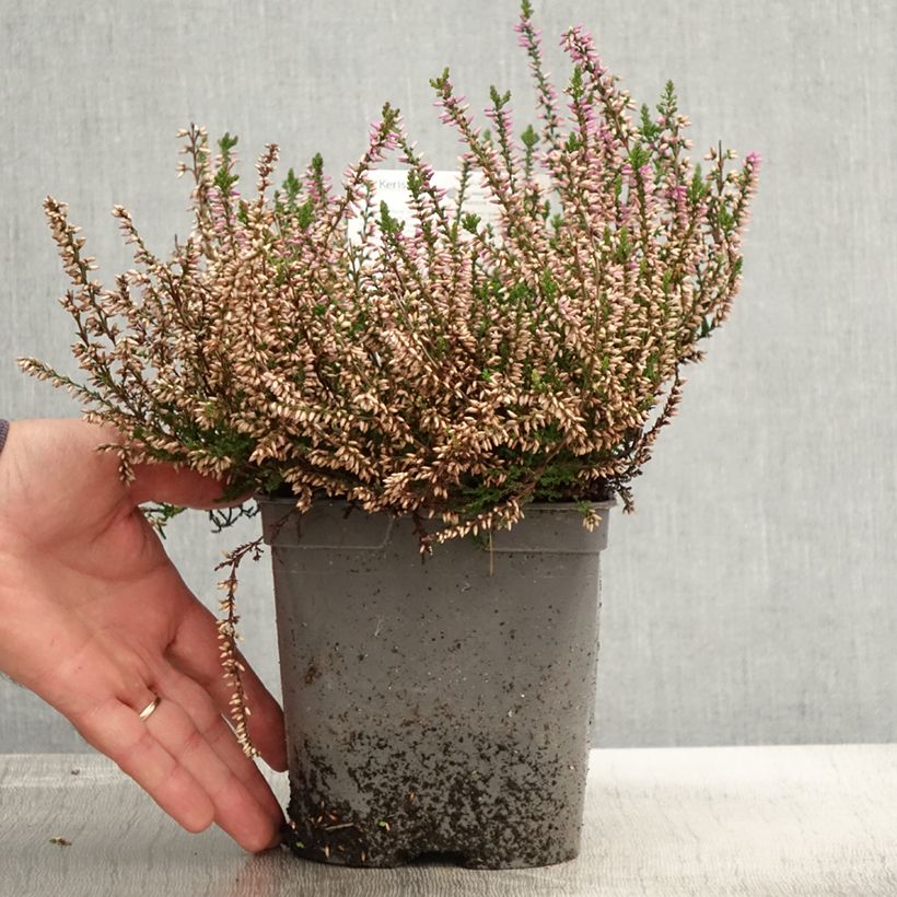 Example of Bruyère d'été - Calluna vulgaris Marleen  Pot de 2L/3L as you get in automne