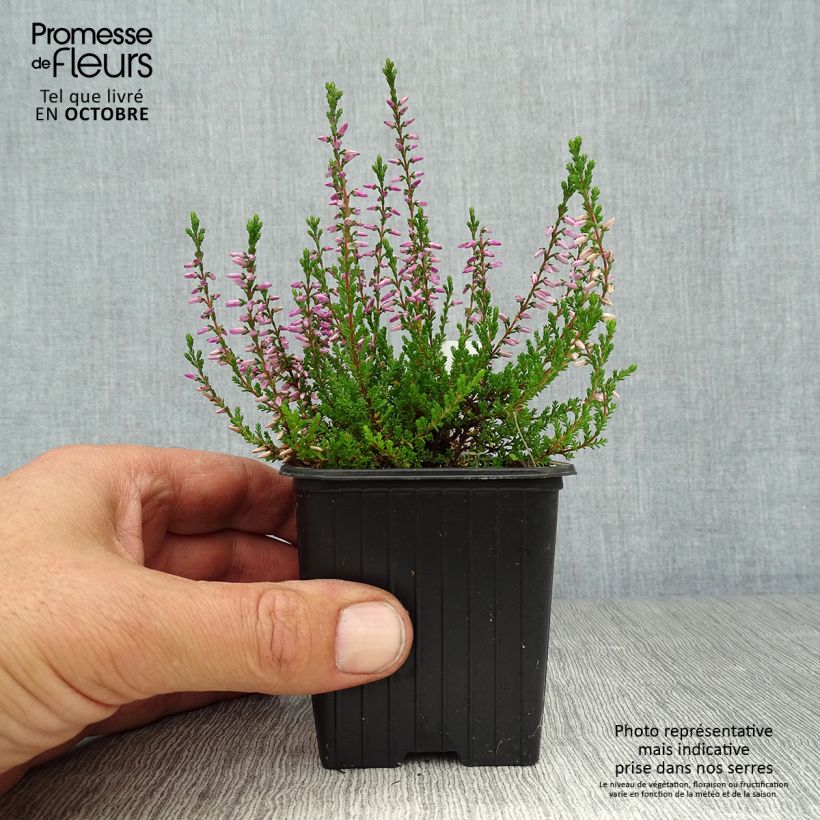 Example of Bruyère d'été - Calluna vulgaris Marlies Godet de 8/9 cm as you get in automne