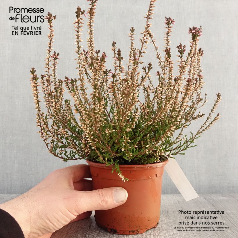 Example of Bruyère d'été - Calluna vulgaris Marlies Pot de 1L/1,5L as you get in hiver