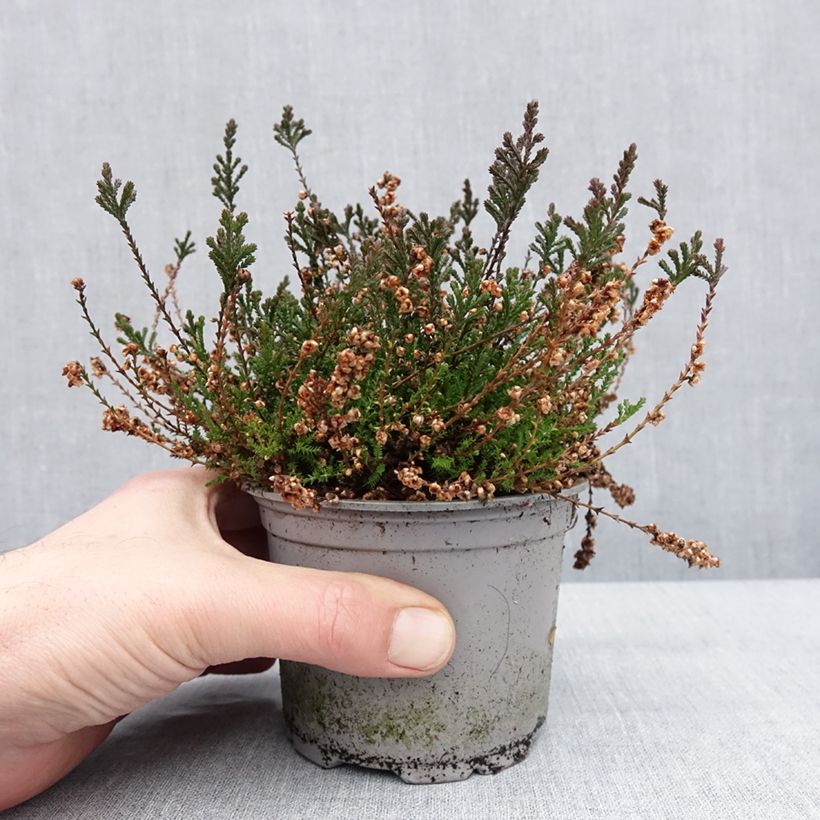Example of Bruyère d'été - Calluna vulgaris Radnor Pot de 12 cm / 13 cm as you get in hiver