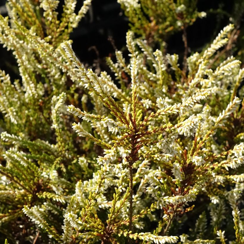 Bruyère d'été - Calluna vulgaris Sandy  (Foliage)