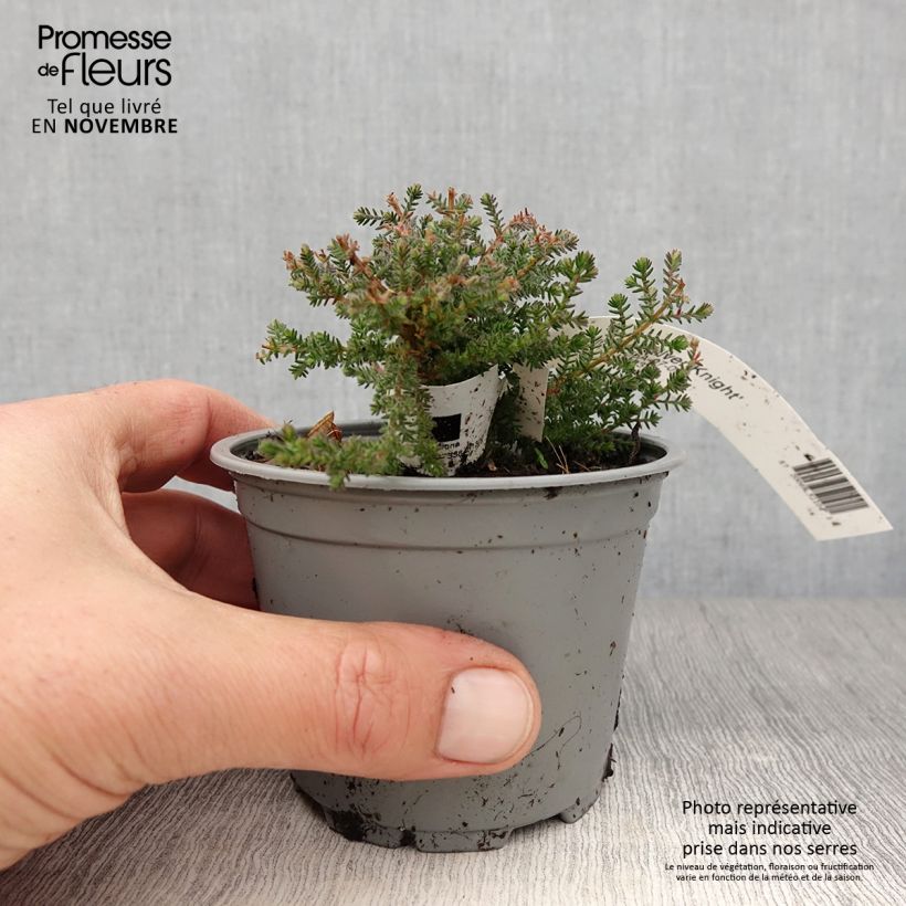 Example of Bruyère d'été - Calluna vulgaris Silver Knight  Godet de 8/9 cm as you get in automne