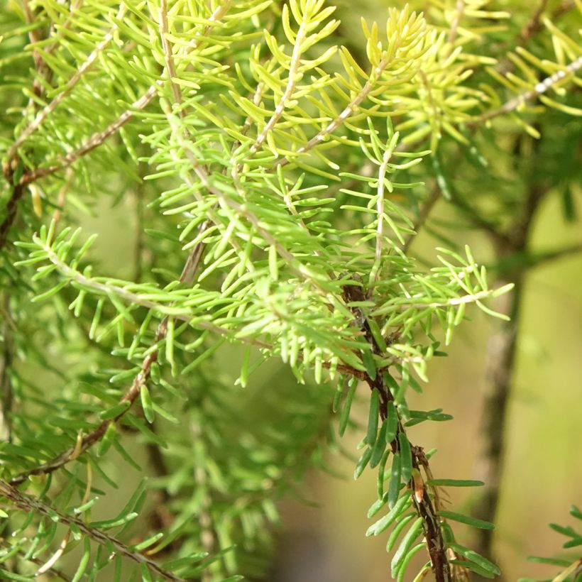 Bruyère d’été - Erica x griffithsii Valerie Griffiths (Foliage)