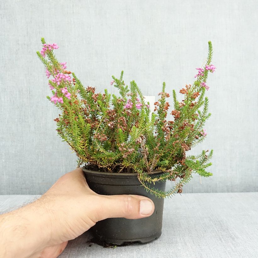Example of Bruyère d’été - Erica x williamsii P.D. Williams Pot de 10 cm/11cm as you get in ete