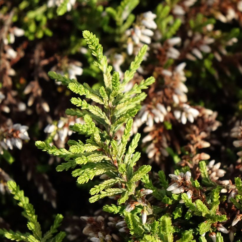 Bruyère d'été retombante - Calluna Rasta Girls Maite (Foliage)