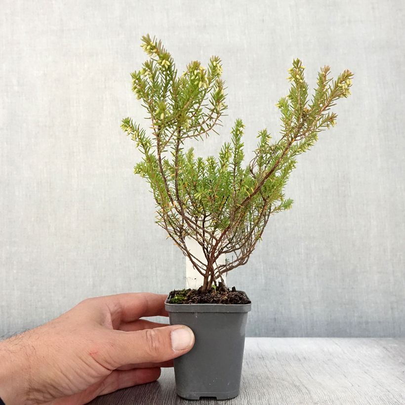 Example of Bruyère d'hiver - Erica darleyensis Ghost Hills Godet de 8/9 cm as you get in automne